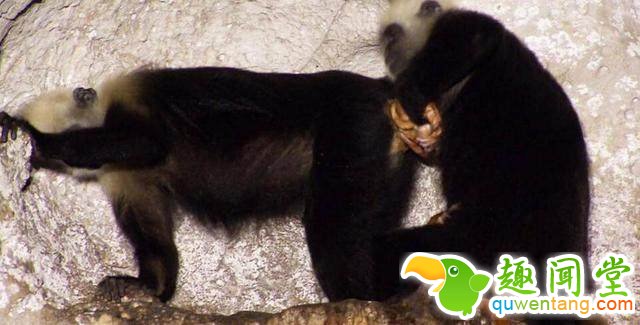 母猴生产，旁边一只老年猴子的反应惊人！