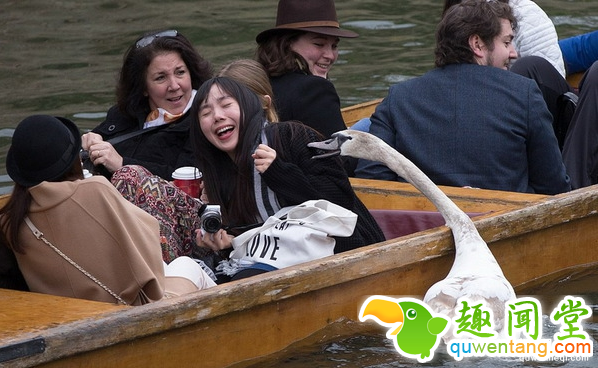 脾气最坏的天鹅，恐吓追咬游客，家族三代均为剑桥“河霸”