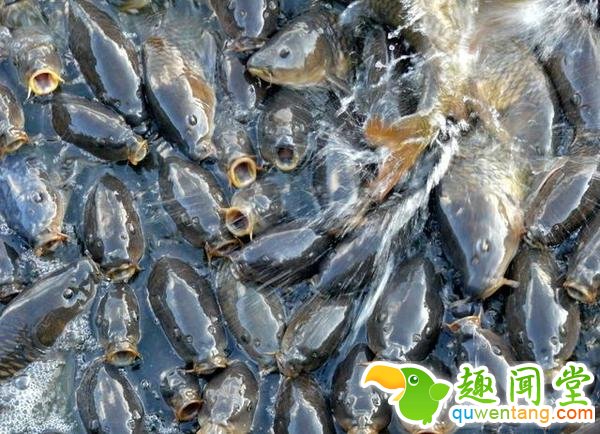 男子想边游泳边吃薯条，结果被鲤鱼围困！