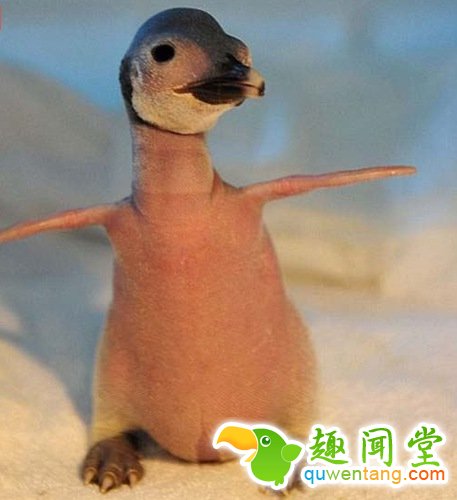 如果你的宠物突然没有了毛,感觉会是怎样？