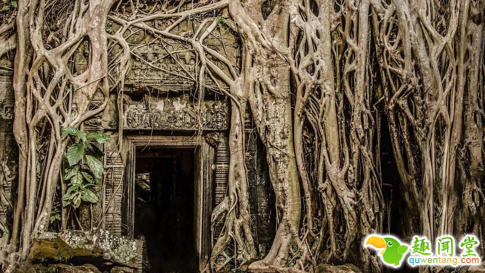 被人类遗弃后，大自然重新接管了这里！