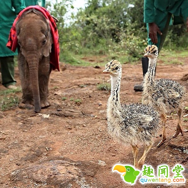 罕见，小象看上一只鸵鸟，成为好闺蜜