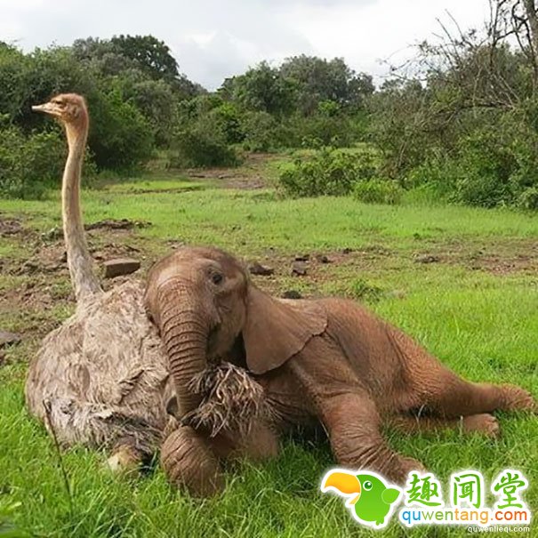 罕见，小象看上一只鸵鸟，成为好闺蜜