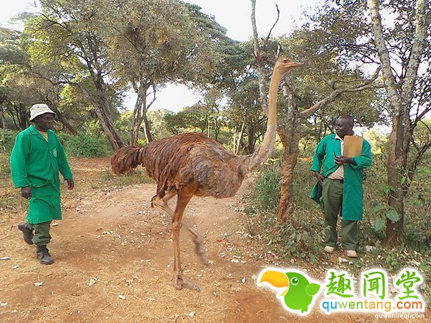 罕见，小象看上一只鸵鸟，成为好闺蜜