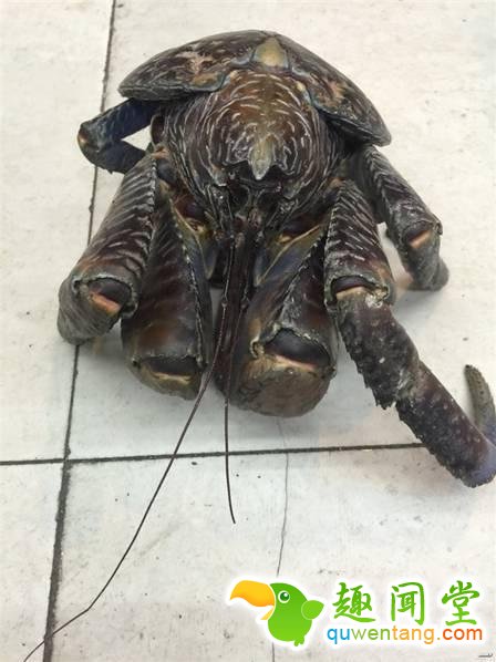 楼上跳下一只大怪物，众人纷纷不解但庆幸没有烤了吃