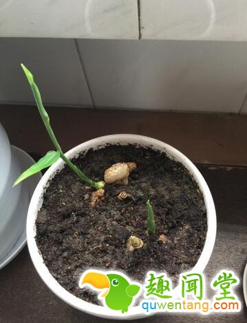 盆栽生姜，不仅易种，而且还美观！