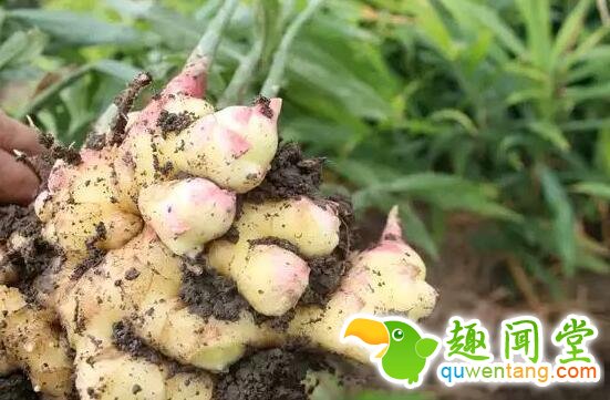 盆栽生姜，不仅易种，而且还美观！