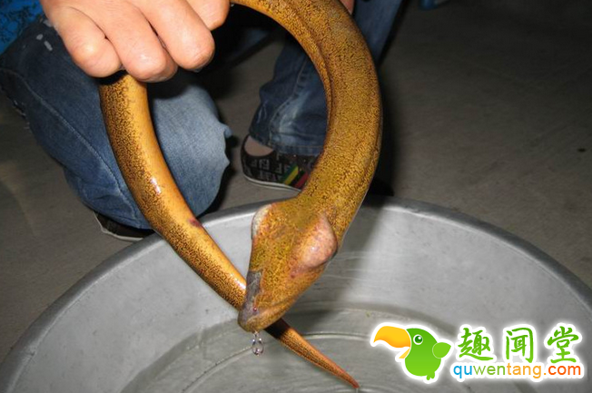 小伙河边洞里钓到一条黄鳝，大家见后叫他放生