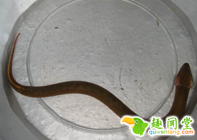 小伙河边洞里钓到一条黄鳝，大家见后叫他放生