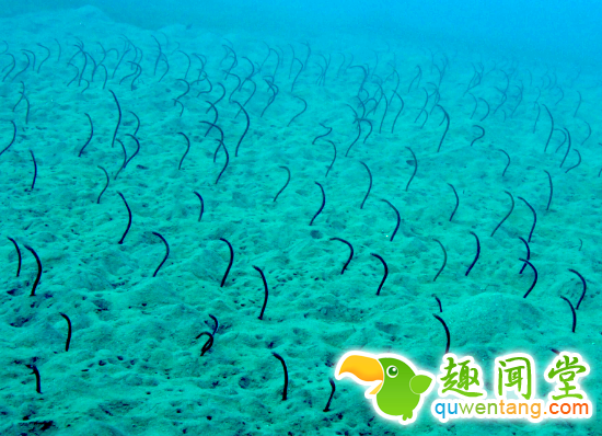 游客潜水时找到“海底蛇窝”，奇特景观引人好奇