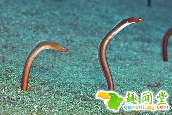 游客潜水时找到“海底蛇窝”，奇特景观引人好奇