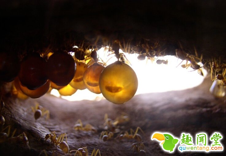 野外游玩发现“黄色小球”，身体饱满多汁，是啥美味？