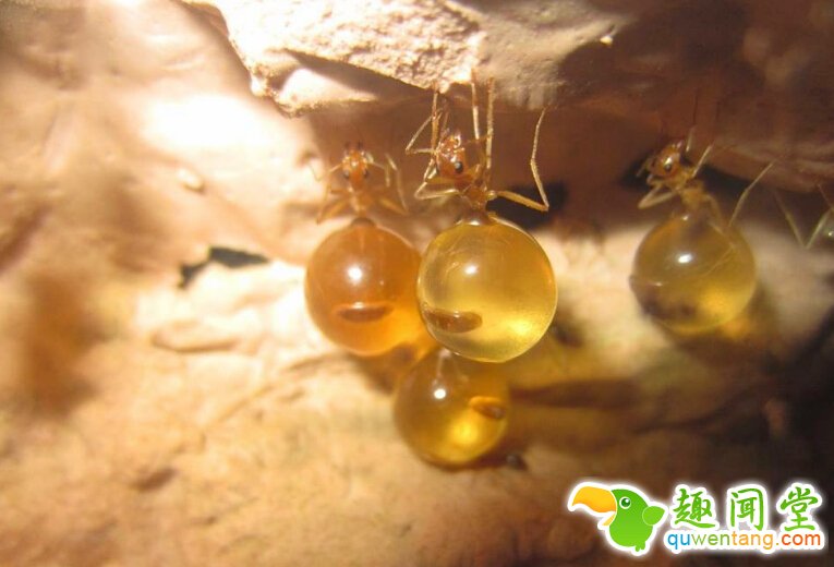 野外游玩发现“黄色小球”，身体饱满多汁，是啥美味？