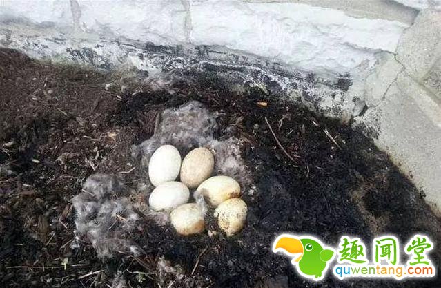火灾中母鹅一动不动 原因让人心疼不已！