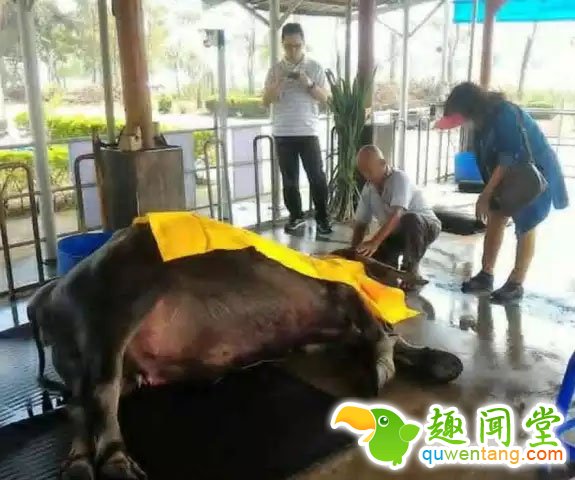 117岁高龄老牛不吃不喝 撑着见老主人最后一面