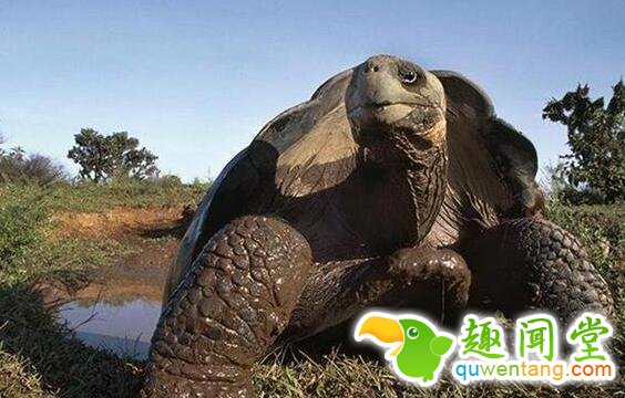 世界上寿命超长的五种动物，最后一个无敌了!