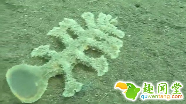 海岸边惊现13条腿神秘生物 头部透明