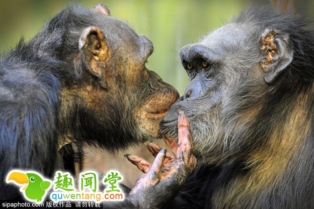 高龄黑猩猩夫妻秀恩爱 相爱三十年