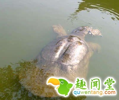 成精了！山洞惊现千年大鳖轰动世界