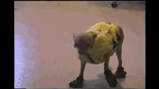 汪星人穿起鞋来一步一步似爪牙，似魔鬼的步伐