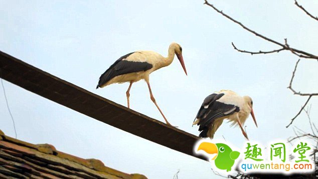 　 　 据英国《每日邮报》4月6日报道，克罗地亚一对白鹳夫妇的爱情故事在当地广为流传。14年来，公白鹳科雷派坦（Klepetan）每年准时从非洲飞回克罗地亚与母白鹳马莱娜（Malena）团聚。