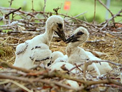 14年！公白鹳每年跨越8000公里，只为与母白