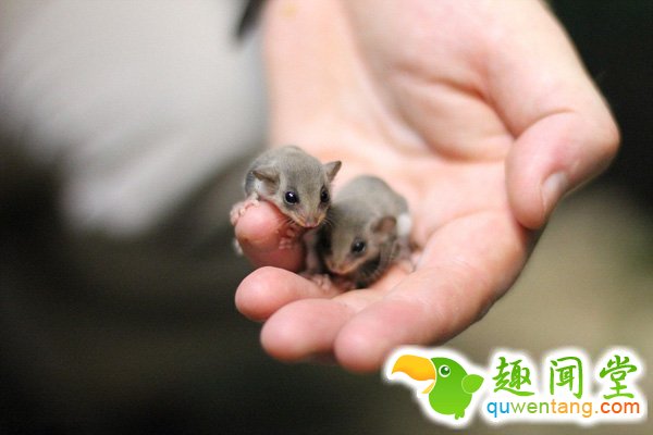 　 　 据英国《每日邮报》3月18日报道，近日，塔朗加动物园又成功培育出5只小羽尾袋鼯，其中两只14周大的羽尾袋鼯已经准备离开他们共同的窝。