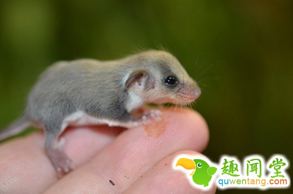 　 　 据英国《每日邮报》3月18日报道，近日，塔朗加动物园又成功培育出5只小羽尾袋鼯，其中两只14周大的羽尾袋鼯已经准备离开他们共同的窝。