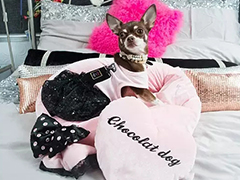 就这么只吉娃娃，她家铲屎官已经在她身上