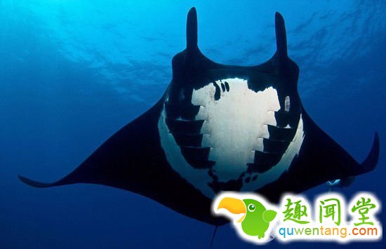 这只蝠鲼背部的黑白图案非常罕见，酷似人类头骨。（网页截图）