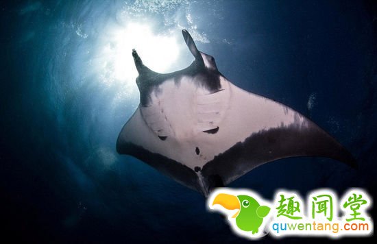 皮涅罗是在墨西哥雷维利亚希赫多群岛潜水时抓拍到这只蝠鲼的。（网页截图）