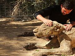 世界最惨动物园：没有食物它们被饿死  尸