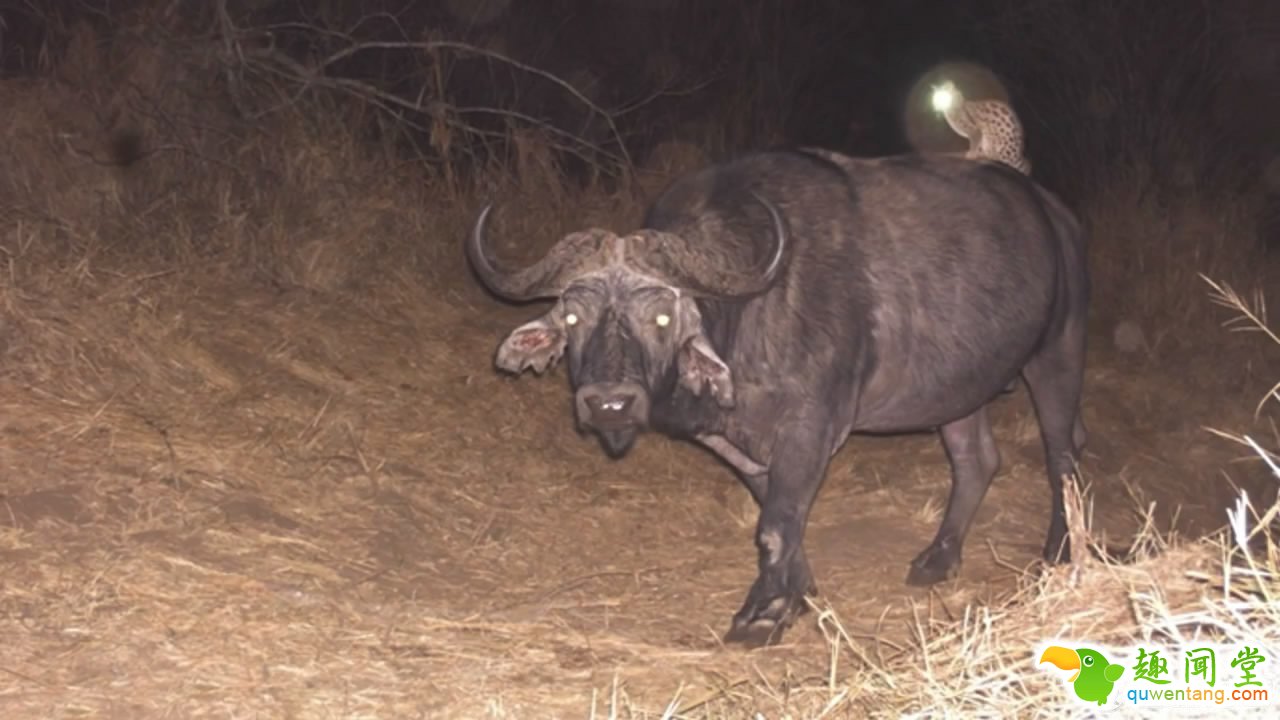 2015，连动物也要叫上“专车”啦！