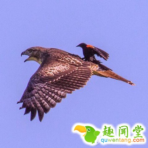 2015，连动物也要叫上“专车”啦！