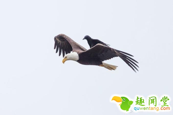 2015，连动物也要叫上“专车”啦！