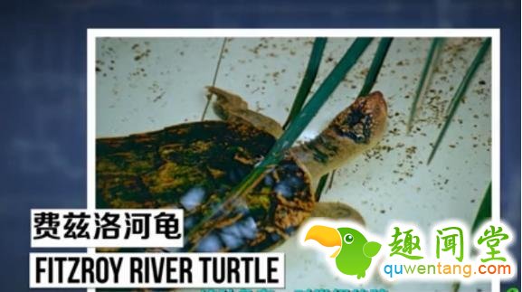 无奇不有！盘点地球上用屁股呼吸的三种奇特生物！