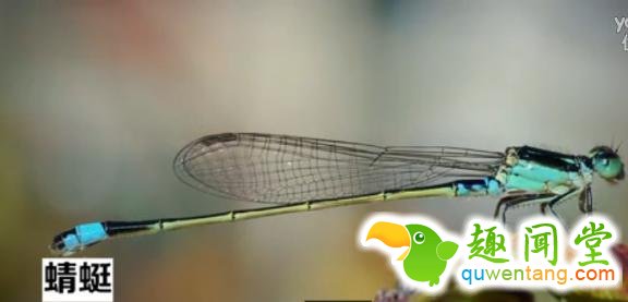 无奇不有！盘点地球上用屁股呼吸的三种奇特生物！