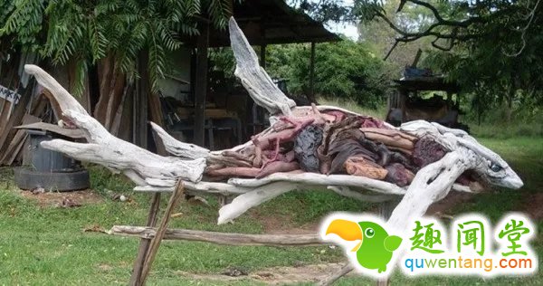 南非艺术家用原生态木料打造动物雕塑灵动如活物