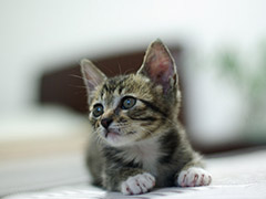 太冷了！小猫咪跑去和小绵羊相互取暖了