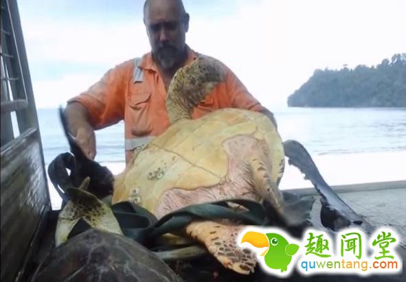 男子在海鲜市场买了只海龟，接下里所做的事情让人难以置信！