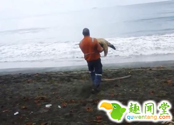 男子在海鲜市场买了只海龟，接下里所做的事情让人难以置信！