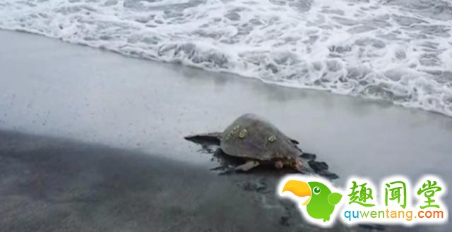 男子在海鲜市场买了只海龟，接下里所做的事情让人难以置信！