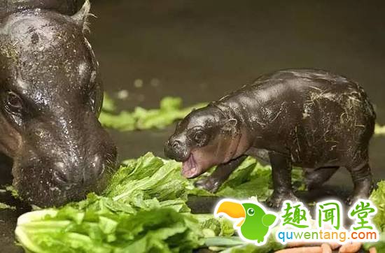 盘点刚出生的动物宝宝，可爱逆天萌翻众人