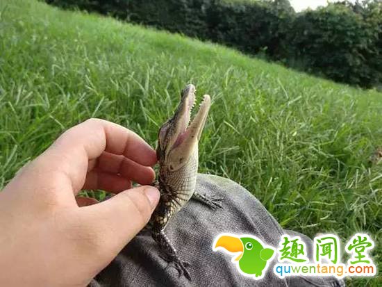 盘点刚出生的动物宝宝，可爱逆天萌翻众人