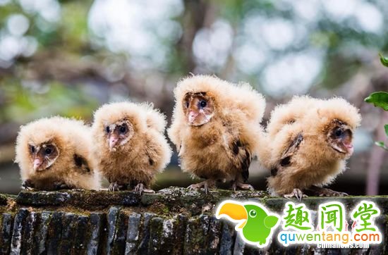 11月7日消息，日前，九江市都昌县蔡岭镇的曹女士上山采茶籽时，捡到5只可爱的雏鸟。经野保工作人员鉴定，这5只雏鸟为国家二级野生?；ざ锖锩嬗?，目前已被送往鸟类?；ぷ橹芯然ぃぜ?个月后就可放飞大自然。