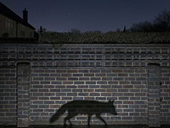 很棒！ 欧洲野生动物摄影师获奖作品图片