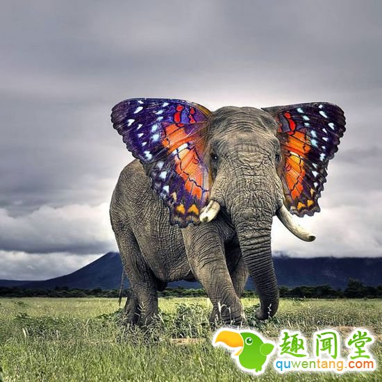 企鹅猫是什么鬼？15个毫无违和感的动物混血组合