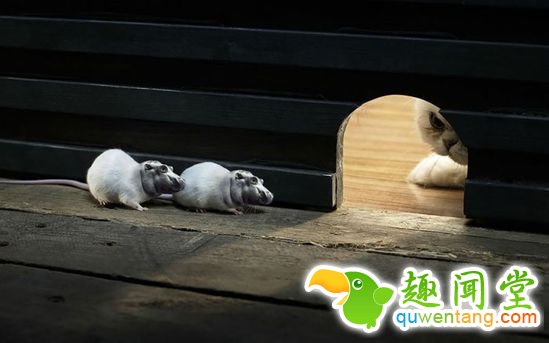 企鹅猫是什么鬼？15个毫无违和感的动物混血组合