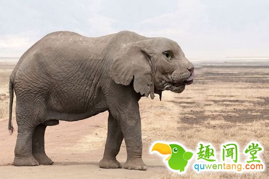 企鹅猫是什么鬼？15个毫无违和感的动物混血组合