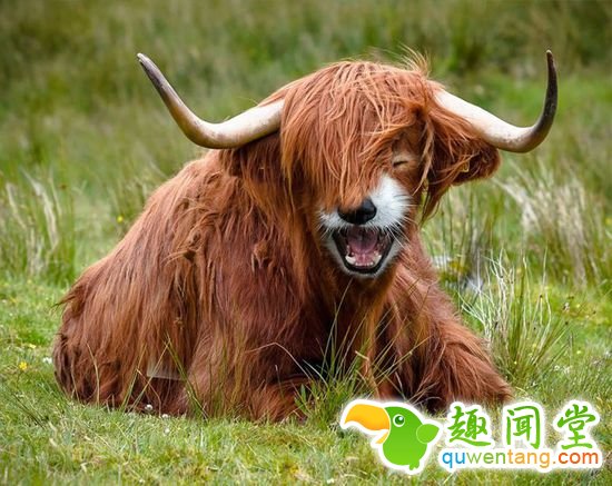 企鹅猫是什么鬼？15个毫无违和感的动物混血组合